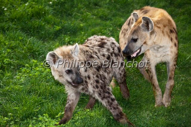 crocuta crocuta.JPG - Hyène tachetéeCrocuta crocutaBioparc de Valencia, Espagne